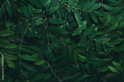 Creative layout made of green leaves. Flat lay. Nature concept. 