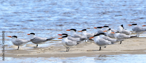 Caspian terns standing on a sandbar
