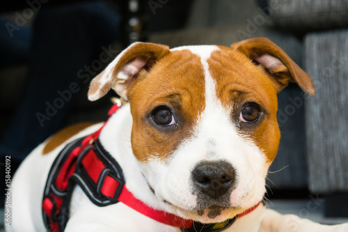 Amstaff puppy looking satisfied