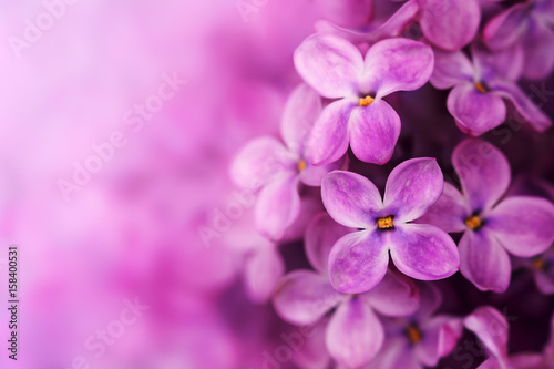 Spring purple lilac flowers. Nature marco background.