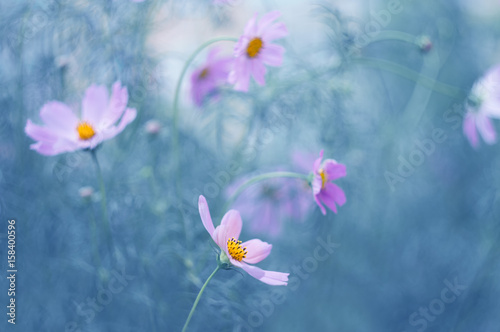 Pink cosmos flowers on the gentle art background. Flowers outdoors in the meadow.