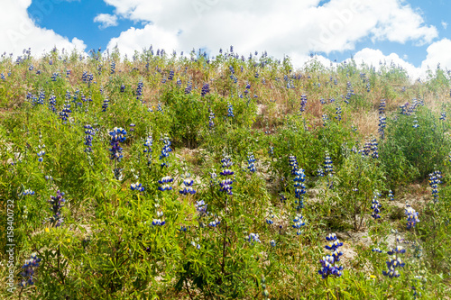 Field of Lupinus mutabilis, species of lupin grown in the Andes, mainly for its edible bean. Near Quilotoa, Ecuador. photo