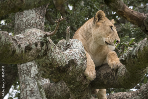 Lion in Tree  Serengeti