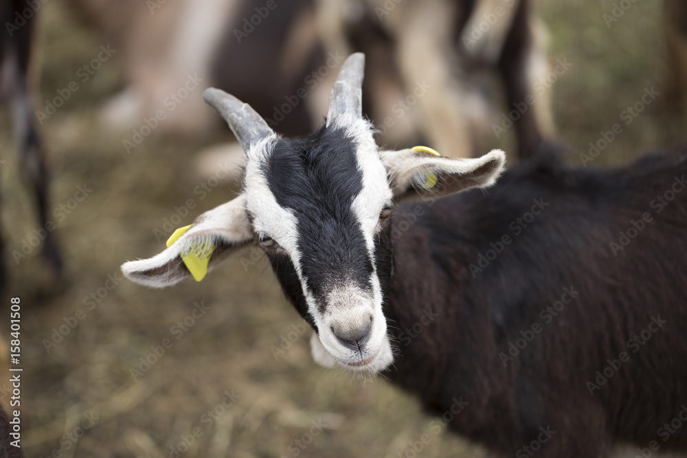 Goat Goat