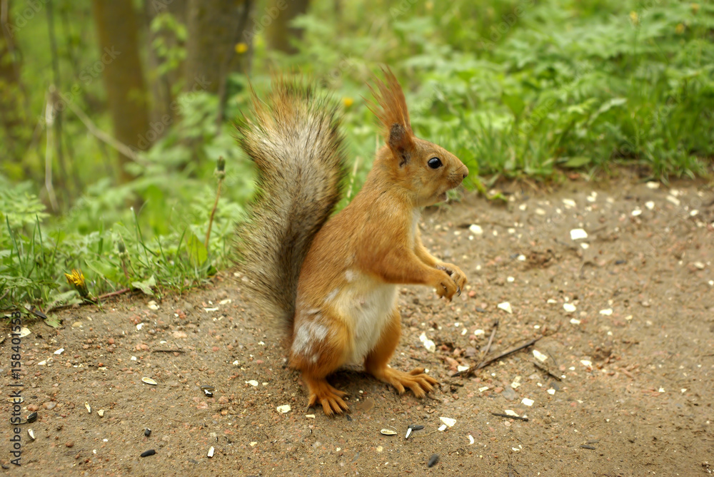 Cute squirrel sitting on the ground Cute squirrel sitting on the ground