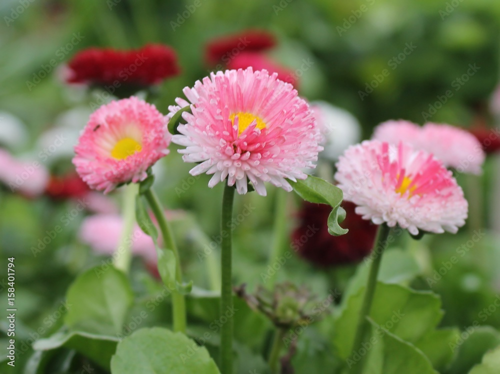 Obraz premium Pink and Red Bellis 