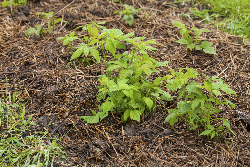 Young green raspberries in the spring with a straw mulch Young green raspberries in the spring with a straw mulch