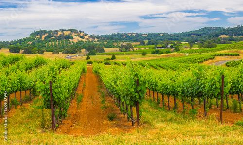 Rows Of Grape Vines In Valley of Vineyards