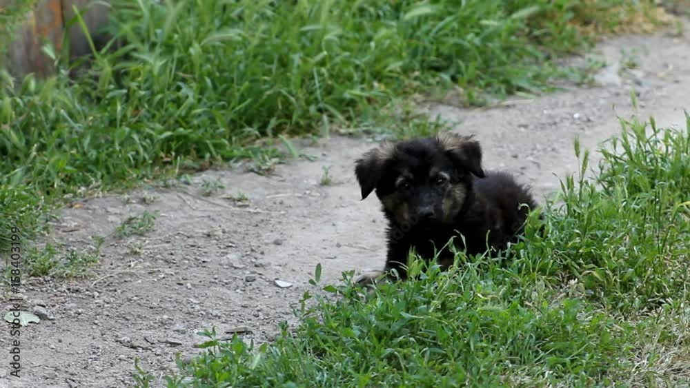 Black puppy lies in green grass, close-up video Black puppy lies in green grass, close-up video