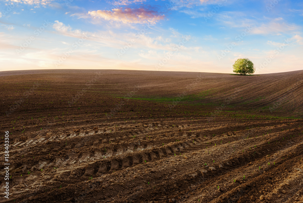 One tree over horizon in ploughed land