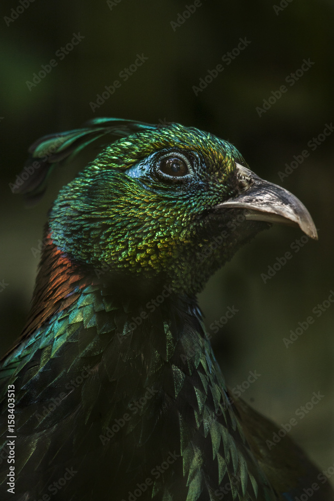 Obraz premium Portret of male himalayan monal