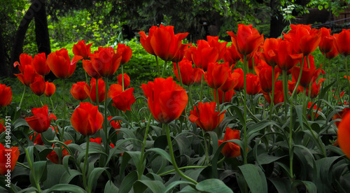 Fototapeta Naklejka Na Ścianę i Meble -  Beautiful tulips in the garden