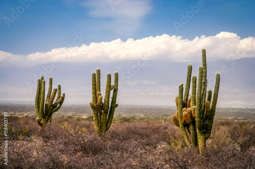 Three cactuses in pampa