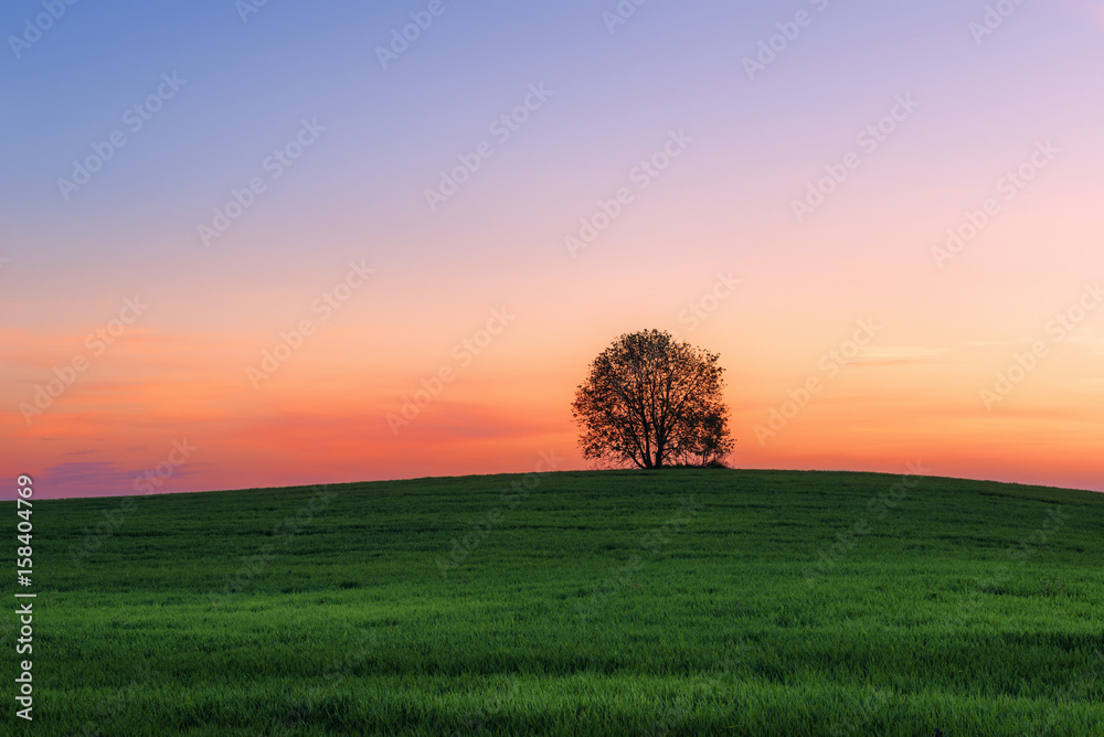 Landscape with one tree in field over sunset Landscape with one tree in field over sunset