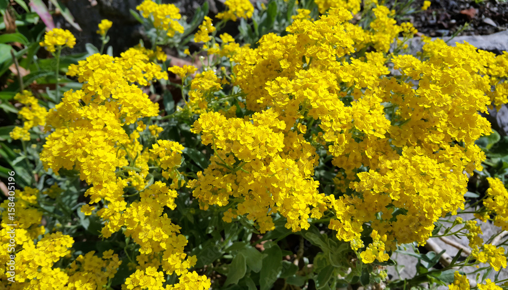 Beautiful yellow flowers Beautiful yellow flowers