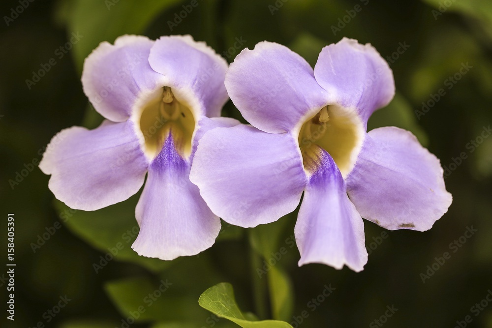 Two purple flowers Two purple flowers