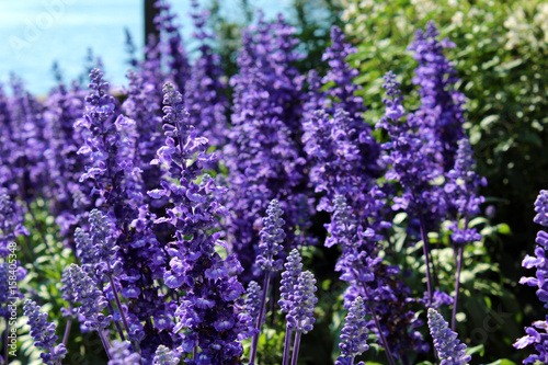 Lavender flowers in a flowerbed close up