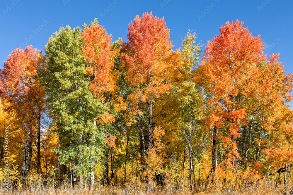 Scenic Autumn Landscape in theTetons