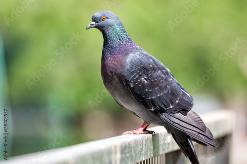Beautiful close up shot of a pigeon outdoors with green blurry background