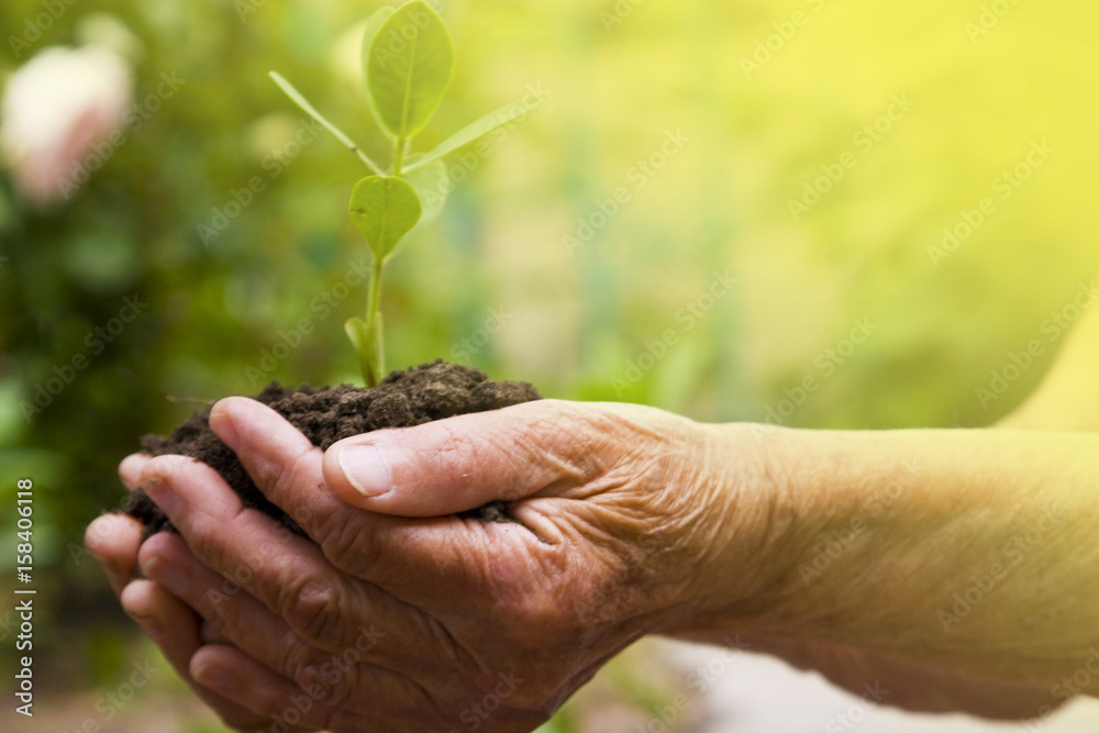 Grandma is holding a young sprout in her hands Grandma is holding a young sprout in her hands