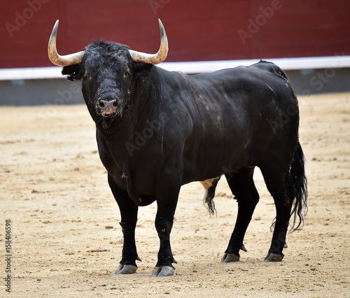 bull