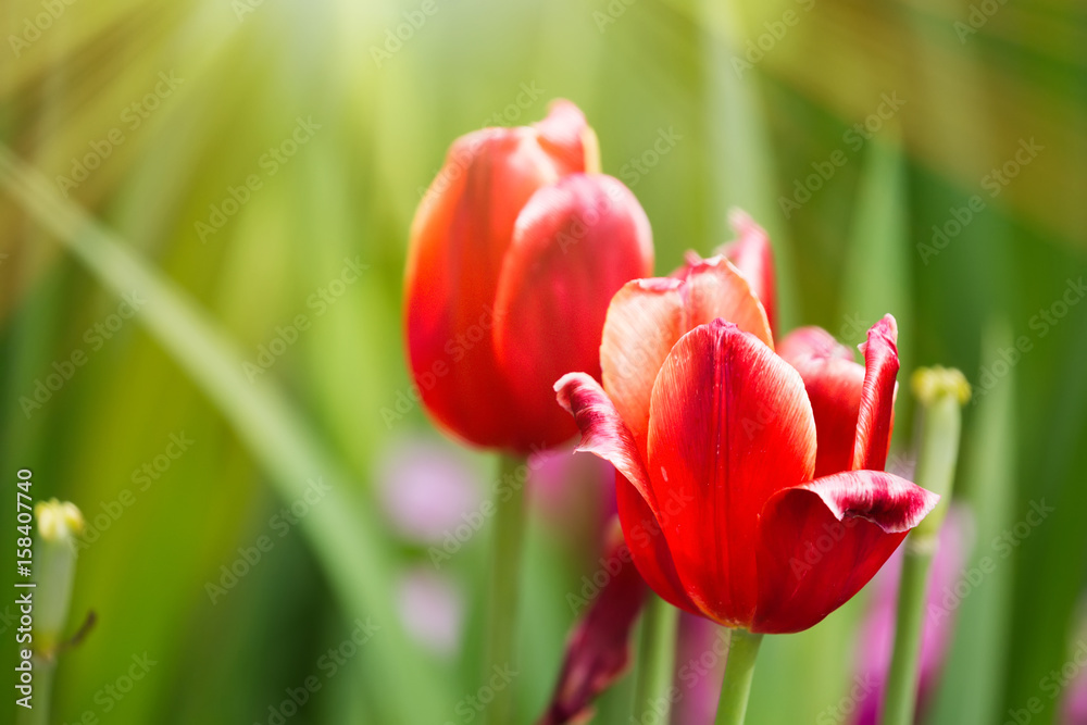 Fototapeta premium Colorful spring red tulip flowers with sunlight
