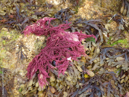 Algues sur une plage de Bretagne photo