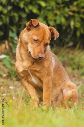 Cute brown dog outdoor