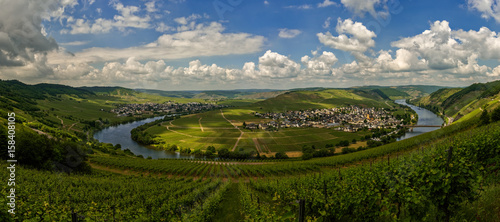 Panorama with the Moselle Loop between Leiwen and Trittenheim in Germany.