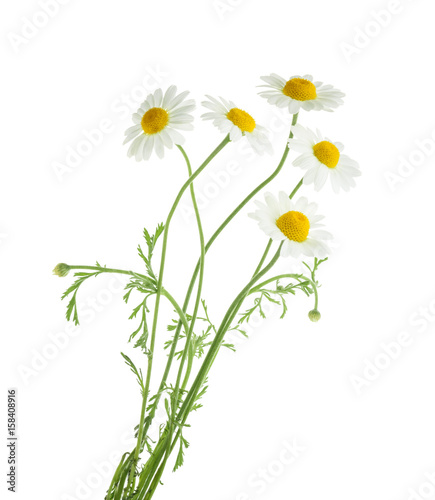 Fototapeta Naklejka Na Ścianę i Meble -  Chamomiles isolated on white background. without shadow