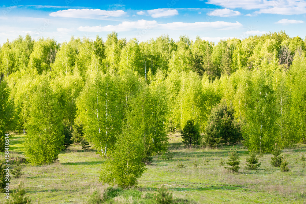 Spring landscape. Forest with young bright green foliage in the trees against the blue sky and bright sun