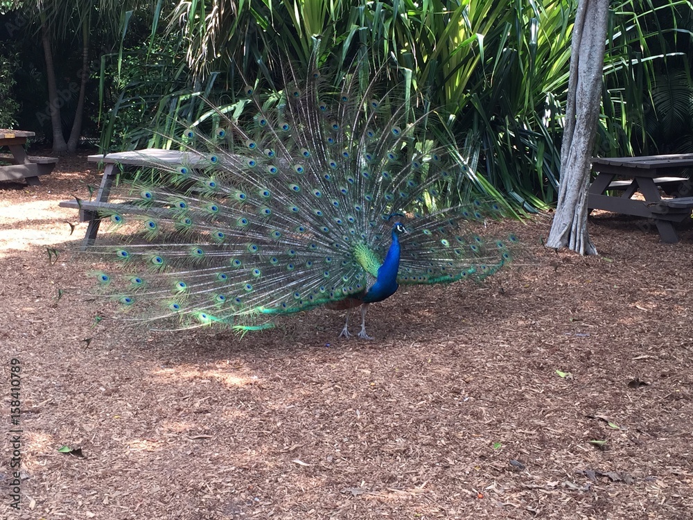 Obraz premium peacock