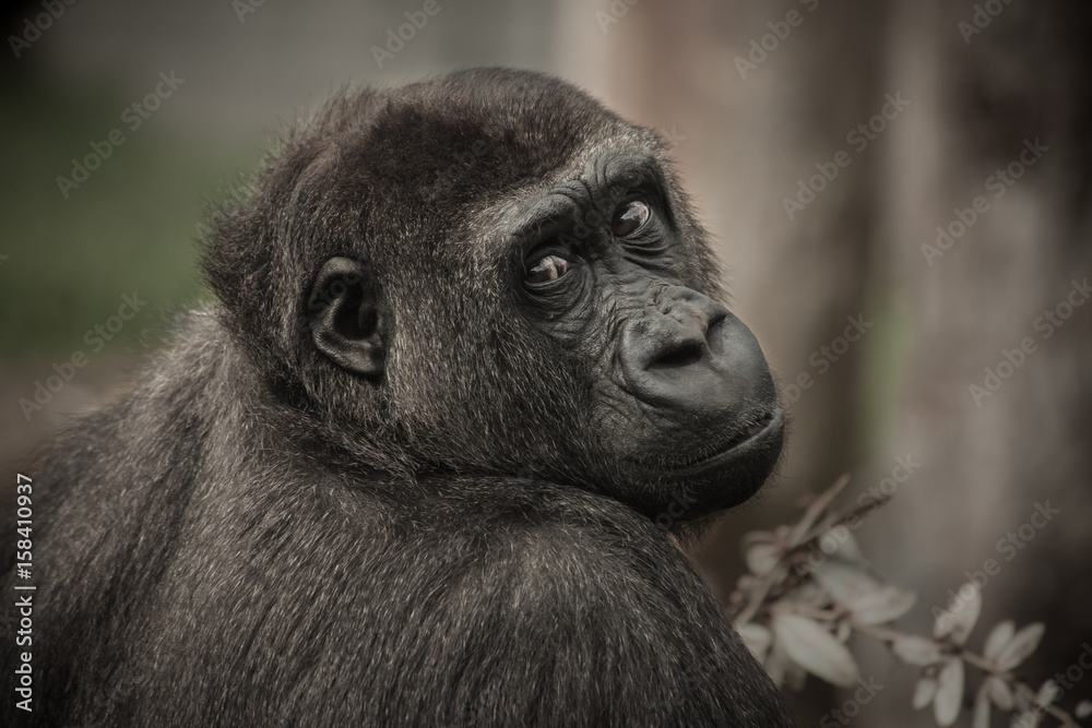 Obraz premium Gorillakind