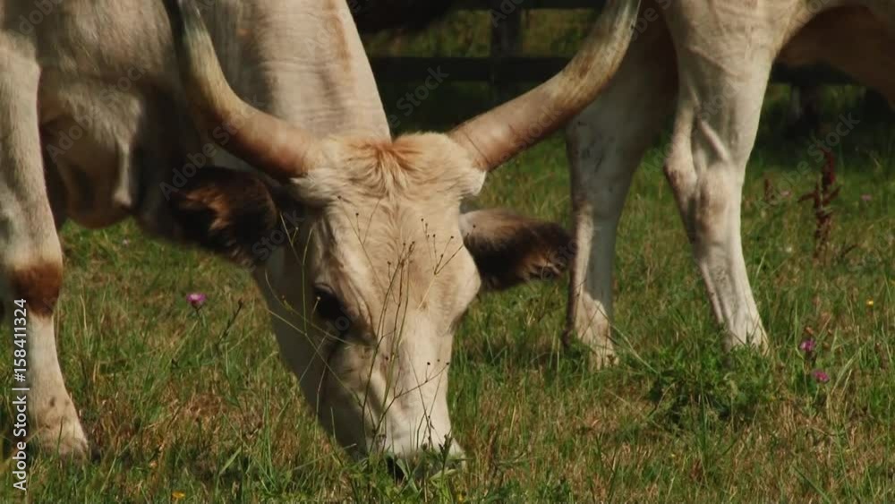 Cows with horns grazing in the field. Hungarian gray cow. Cows with horns grazing in the field. Hungarian gray cow.