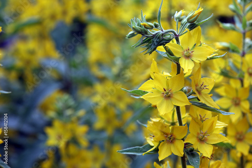 Gilbweiderich (Lysimachia vulgaris) photo