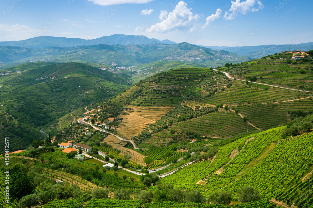 Vineyards on a hills. Panorama of the Douro Valley, Portugal.