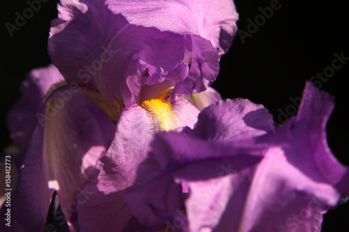 Fototapeta Naklejka Na Ścianę i Meble -  Deutsche Schwertlilie (Iris germanica)