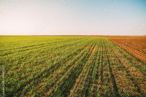 Green field of tillering wheat. Tillering usually starts when plant has 3-4 leaves.