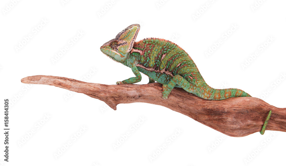Veiled chameleon (chamaeleo calyptratus) closeup. StockFoto Adobe Stock
