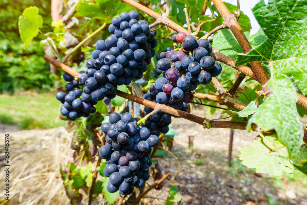 Close up vine grapes in champagne region in autumn harvest, Reims, France