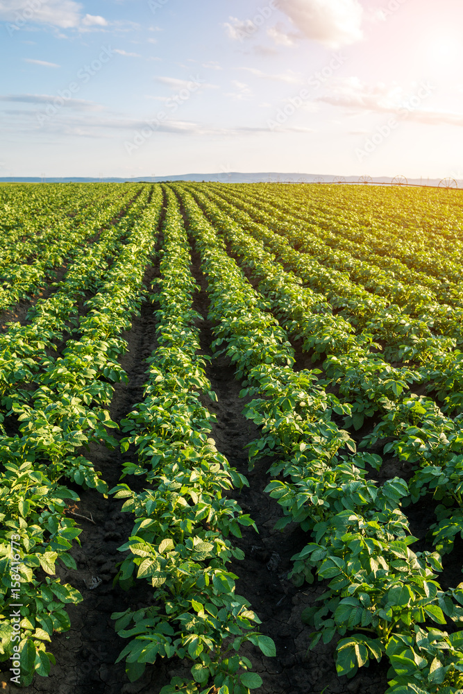 Green field of potato crops in a row Green field of potato crops in a row