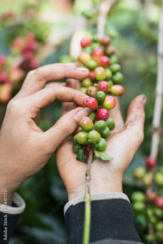 coffee berries with agriculturist hands coffee berries with agriculturist hands
