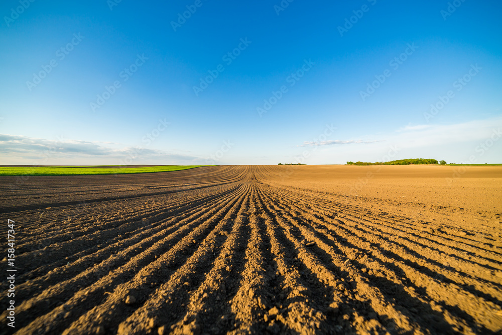 Fotografie Agricultural landscape, arable crop field
