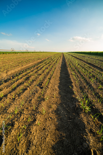 Onion field  maturing at spring. Agricultural landscape