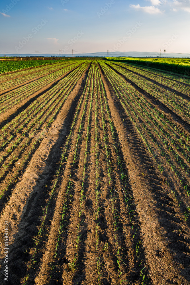 Onion field, maturing at spring. Agricultural landscape Onion field, maturing at spring. Agricultural landscape
