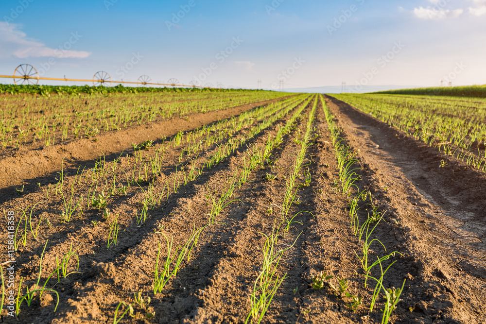 Onion field, maturing at spring. Agricultural landscape