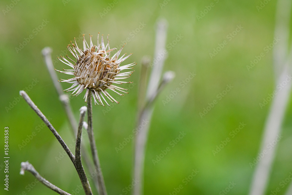 Luxury dried agrimony on the background of green grass Luxury dried agrimony on the background of green grass