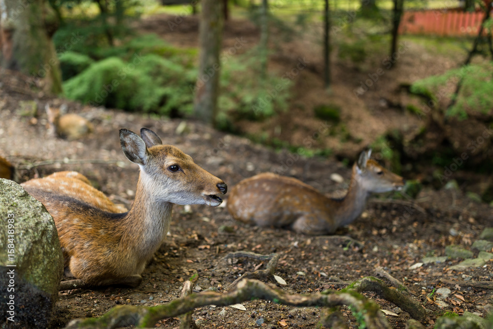 Wildness deer taking rest