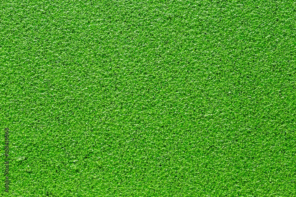 green duckweed floating above the water surface green duckweed floating above the water surface