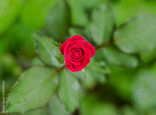 Fototapeta Naklejka Na Ścianę i Meble -  red rose in the park